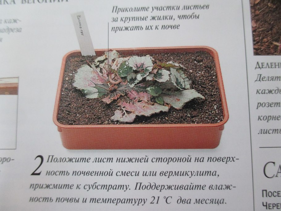 Размножение бегонии делением куста