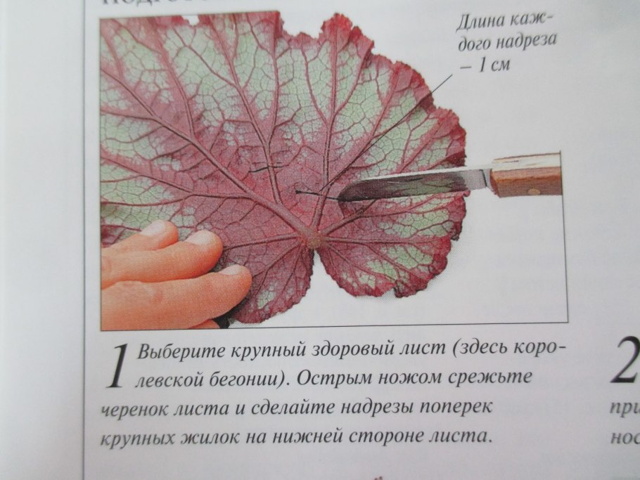 Черенкование бегонии схема