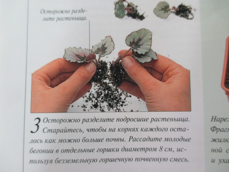 Деление листа бегонии