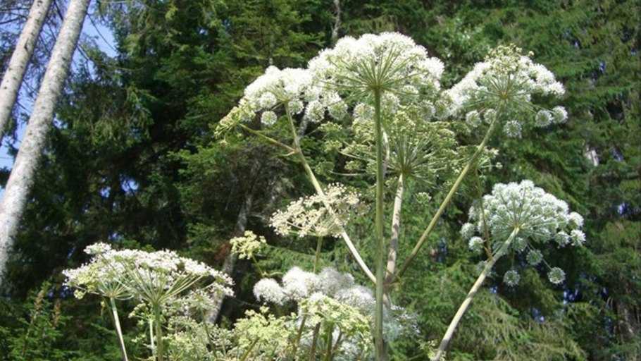 Белладонна Иберийская