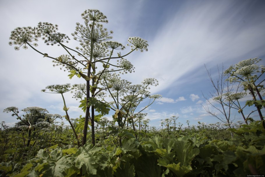 Японский Вороний глаз" (Paris japonica