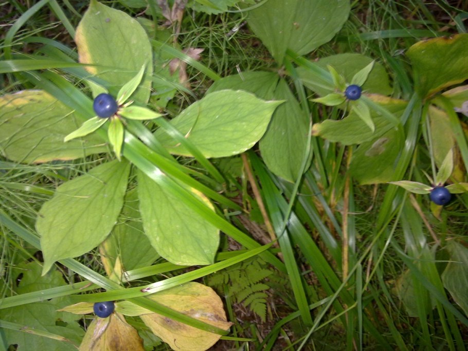 Борщевик Сосновского ядовитое растение