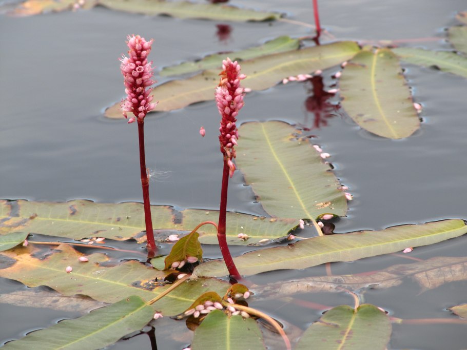 Аконит гетерофилум низкий