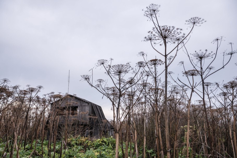 Опасные ягоды и грибы проект