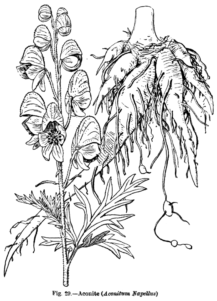 Растение с синими ягодами