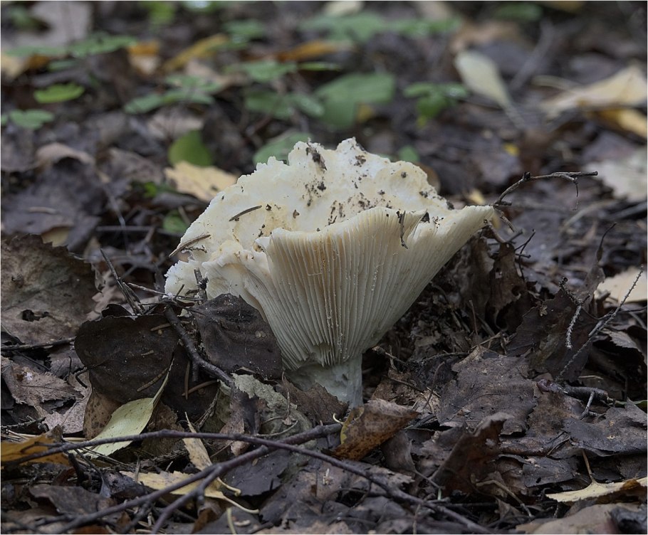 Подгруздок белый ложный