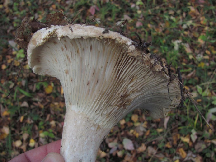 Скрипица Lactarius vellereus.