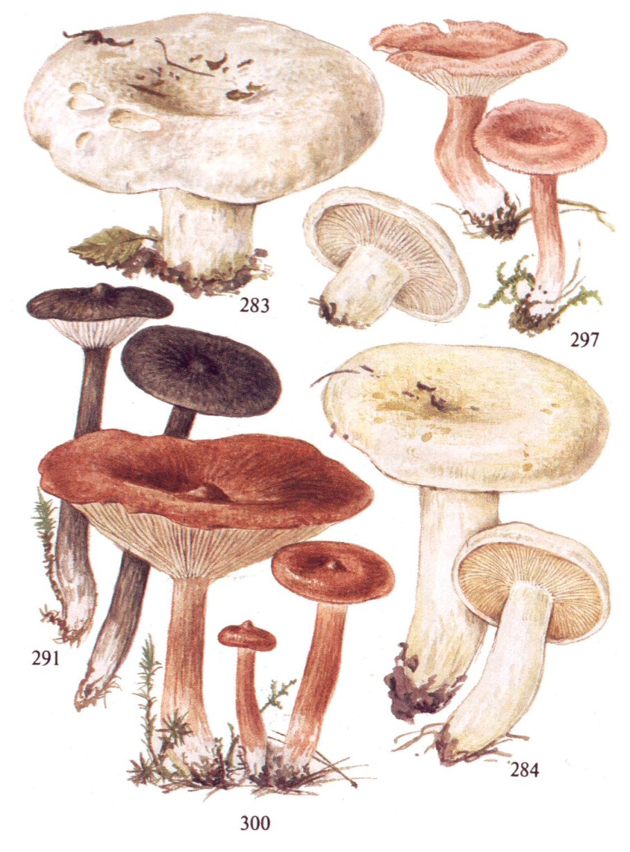 Russula Delica (подгруздок белый)