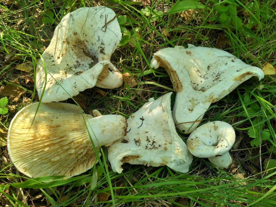 Груздь скрипица