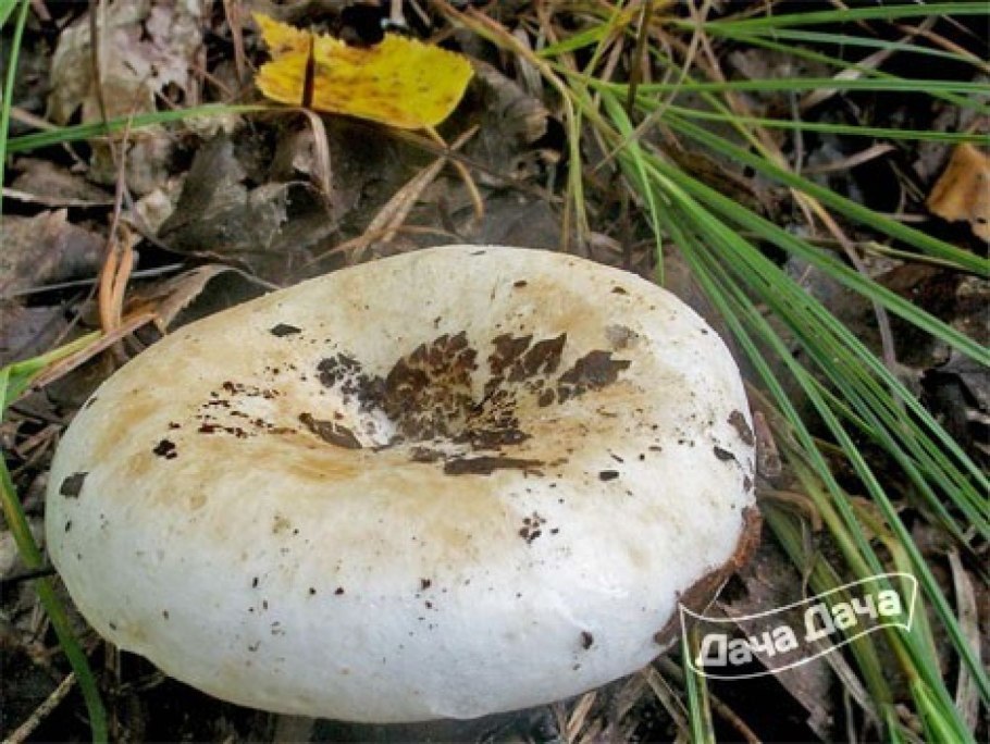 Russula Delica (подгруздок белый)