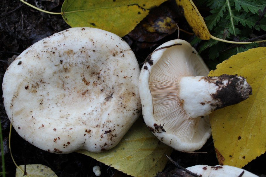Russula Delica (подгруздок белый)