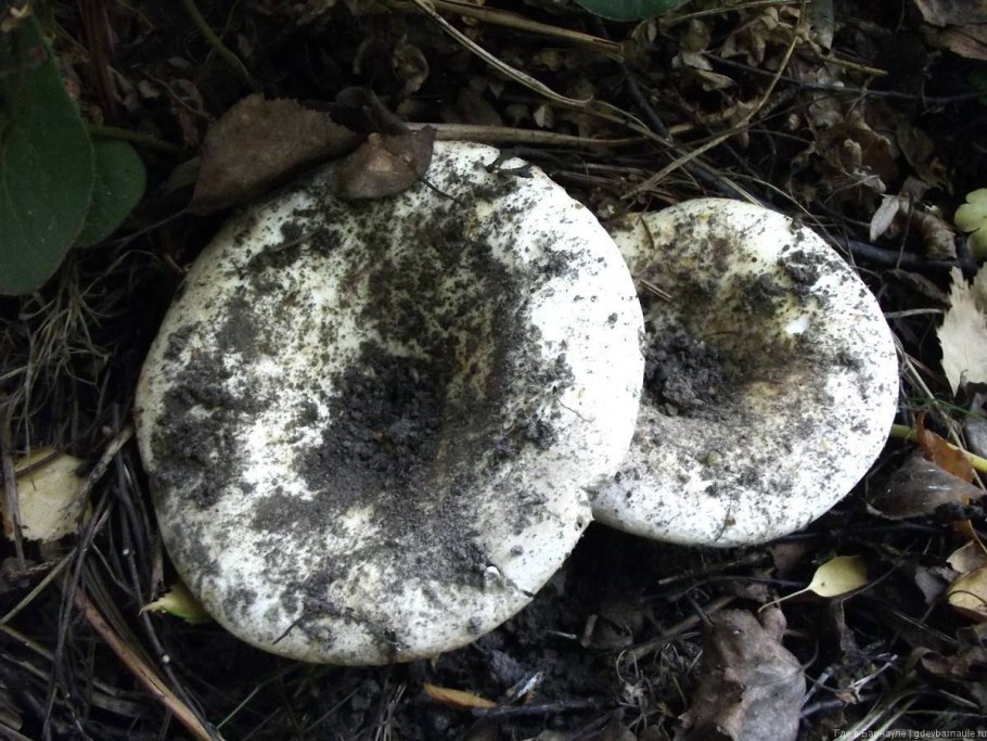 Груздь скрипица