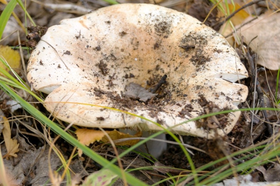 Russula delica (подгруздок белый)