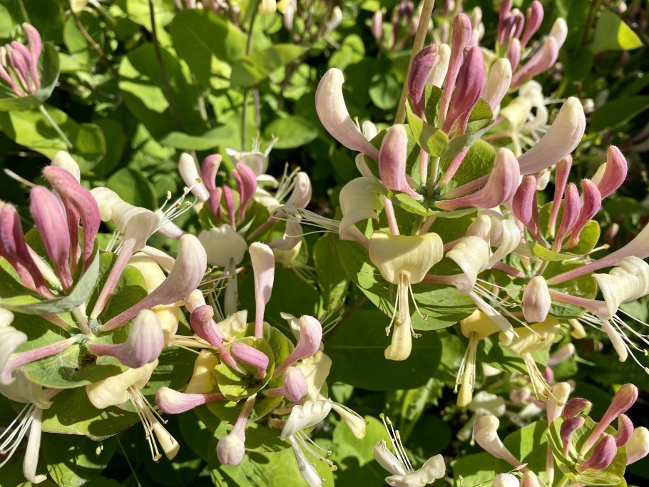 Жимолость каприфоль Лиана