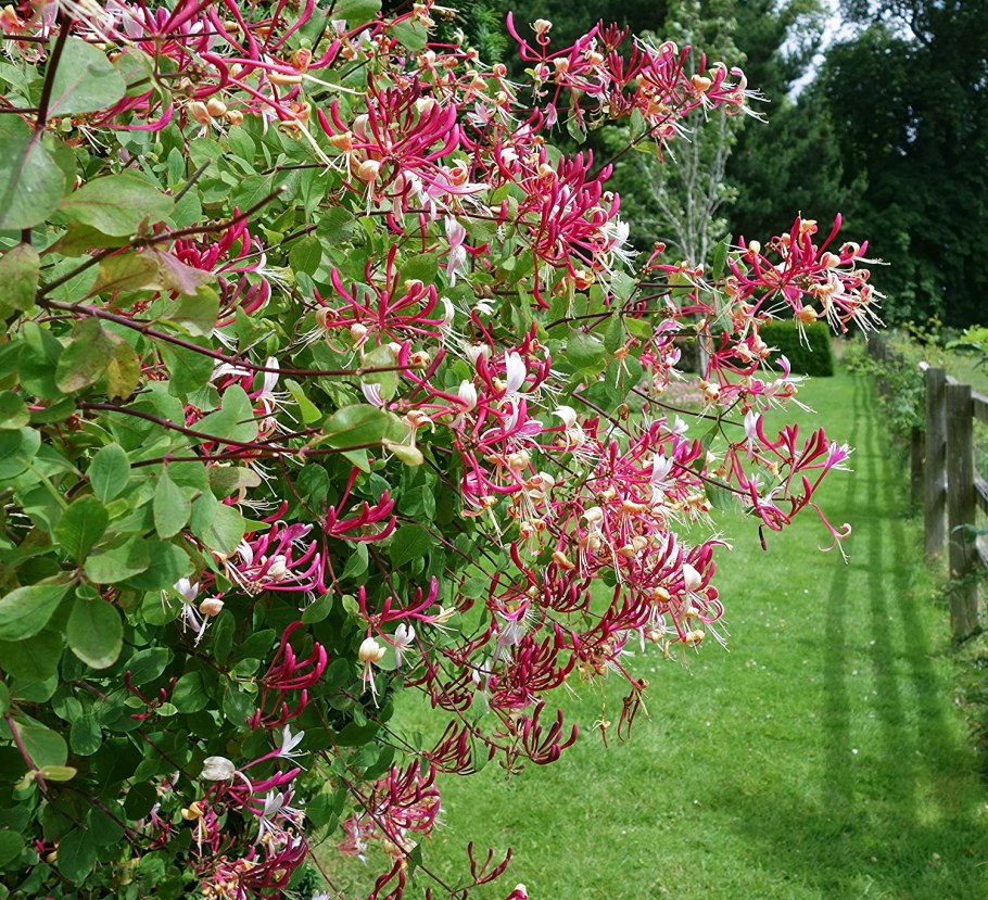 Lonicera tatarica жимолость Татарская