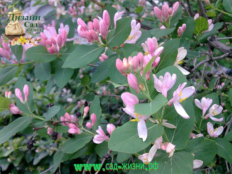 Жимолость декоративная каприфоль