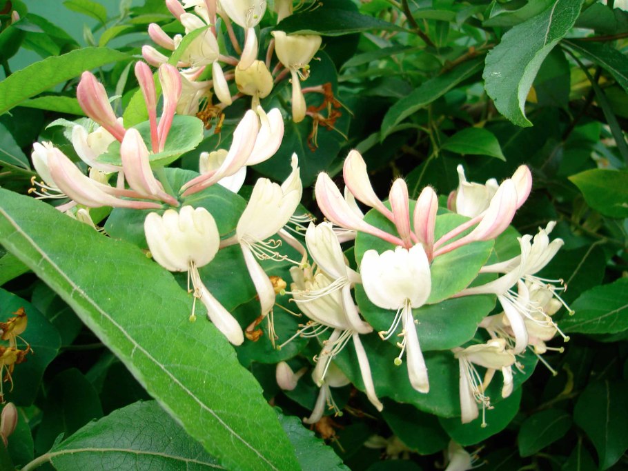 Жимолость каприфоль цветы