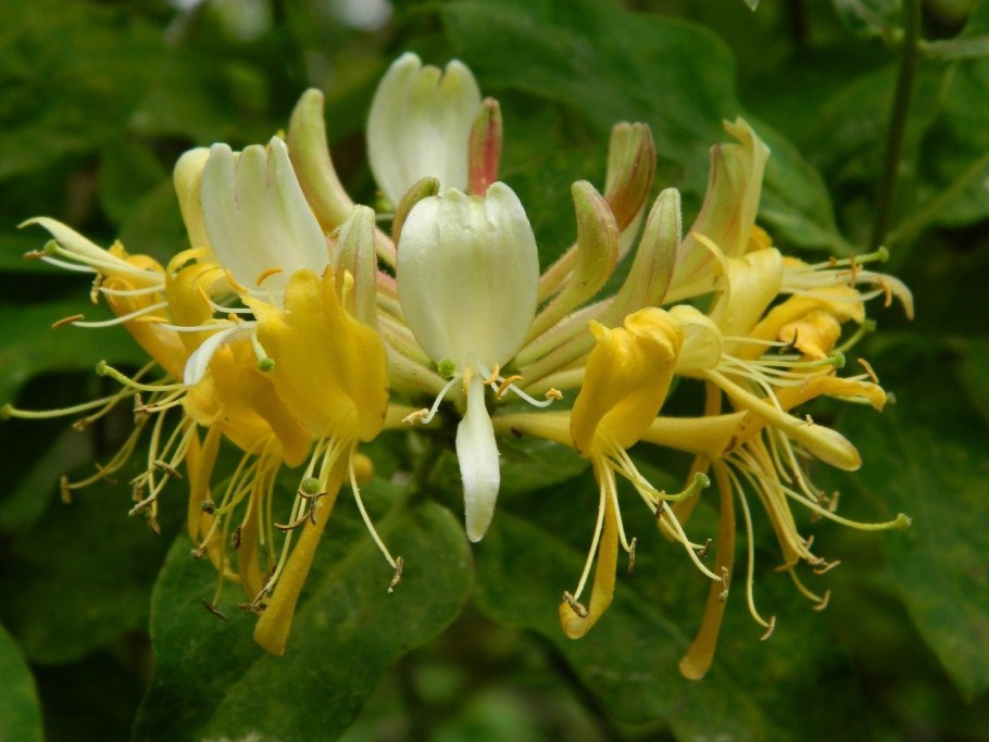 Lonicera tatarica жимолость Татарская
