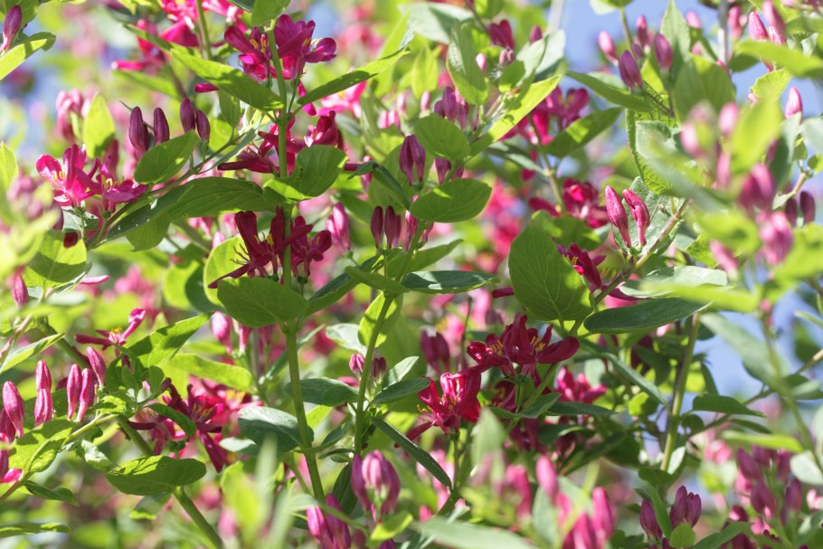 Жимолость Цветущая