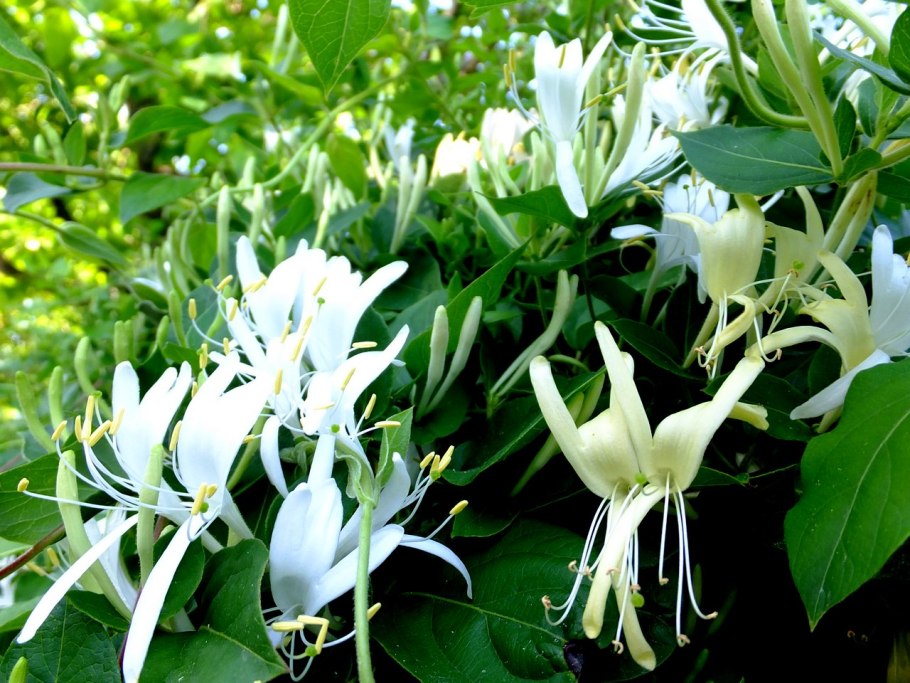 Жимолость Джеральда (Lonicera giraldii)