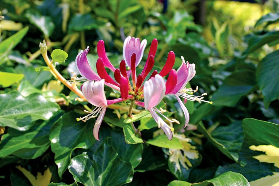 Жимолость Татарская ( Lonicera tataricum)