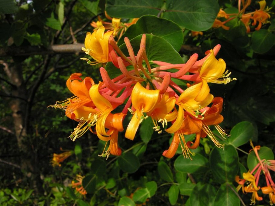Lonicera korolkowii