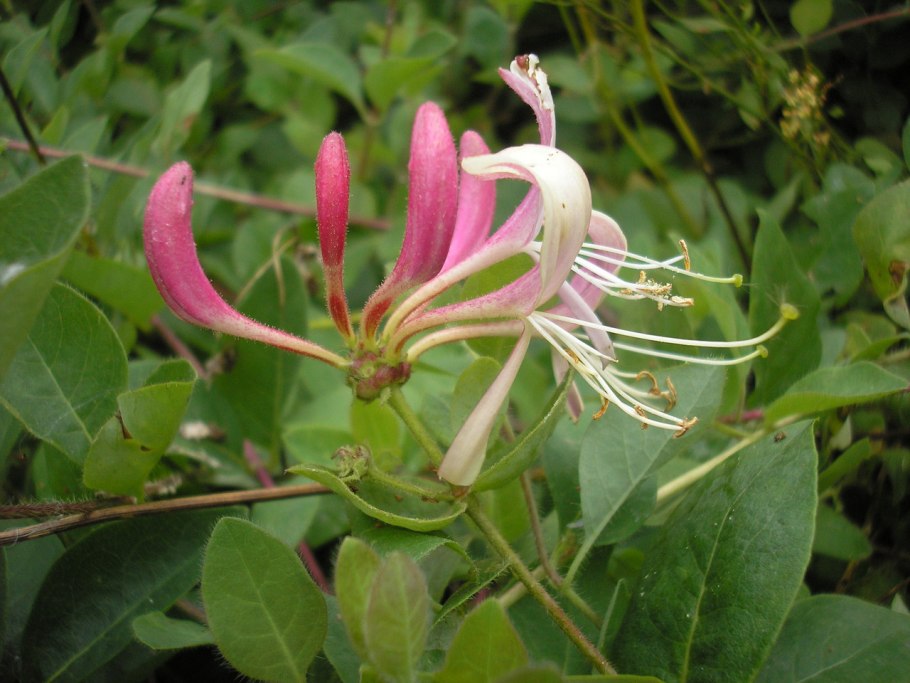 Жимолость Лиана Брауна