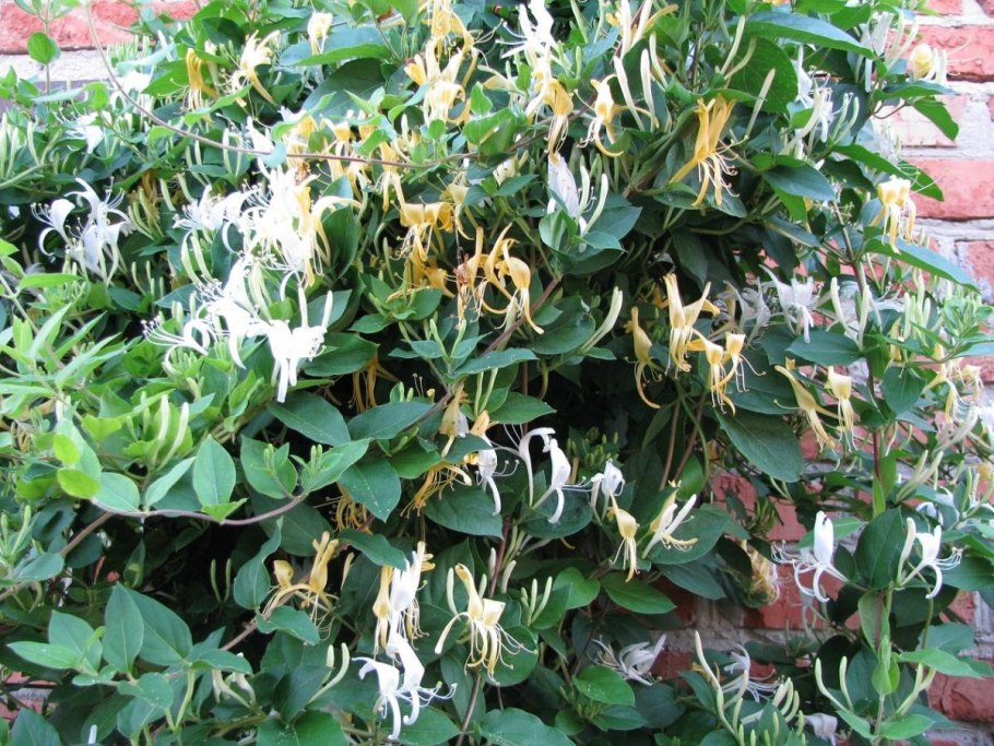 Жимолость каприфоль вечнозеленая