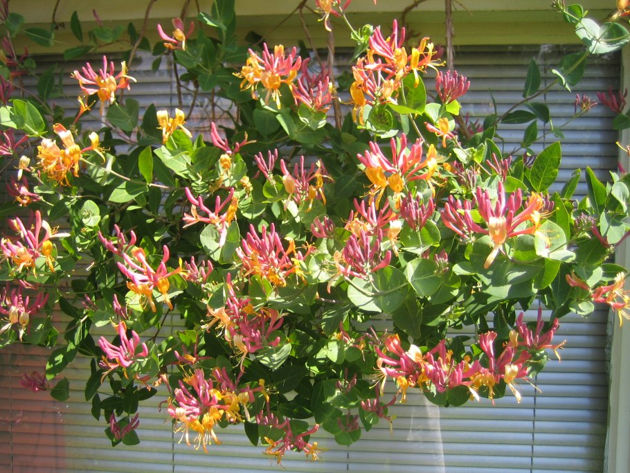 Жимолость Брауна