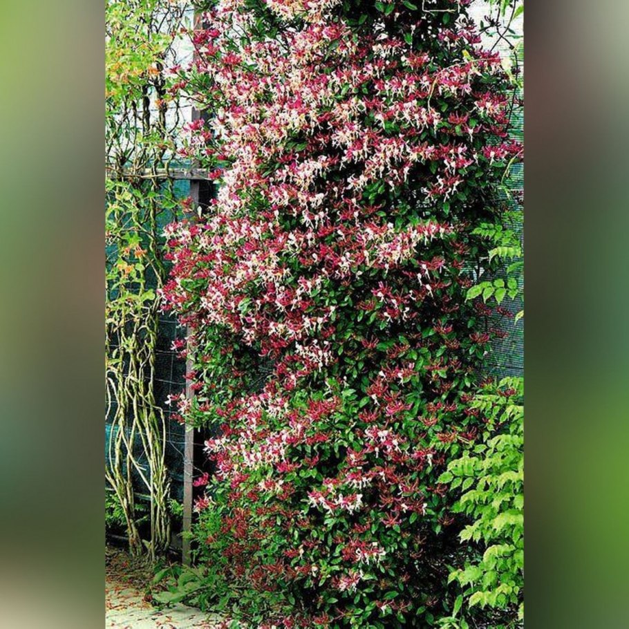 Каприфоль малоцветковая