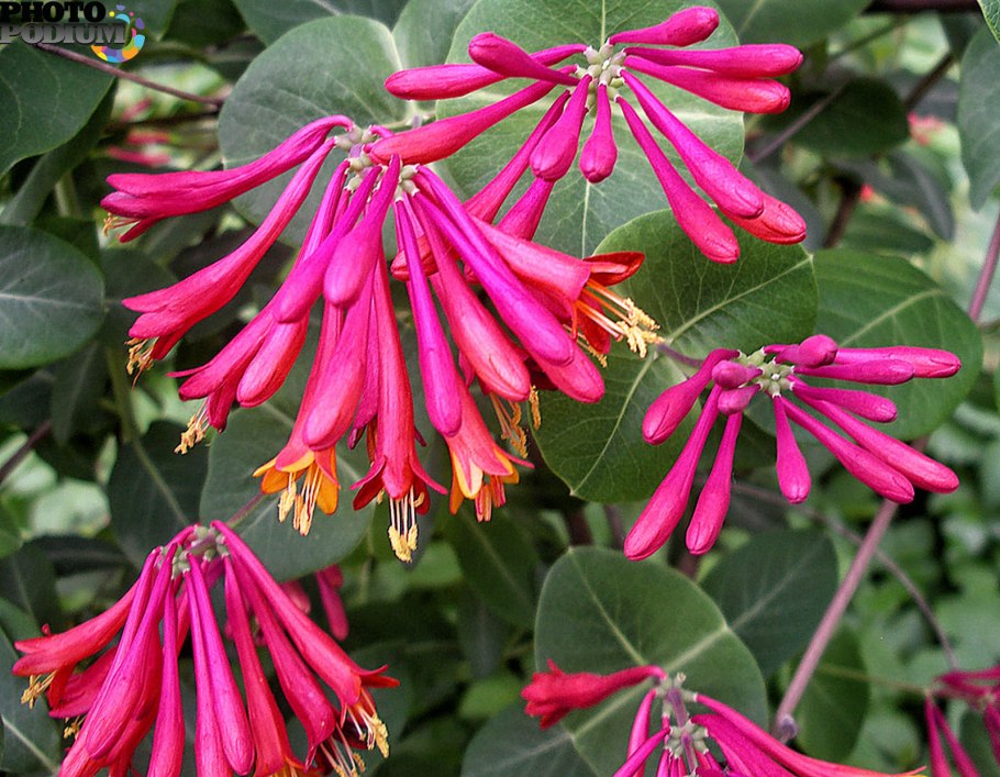 Жимолость брауна