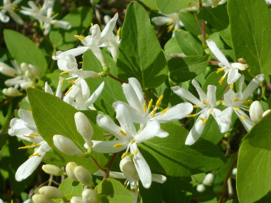 Жимолость каприфоль цветы