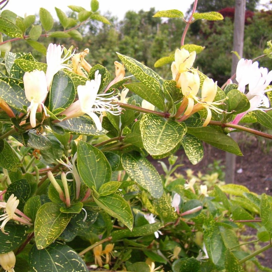 Жимолость Брауна Дропмор