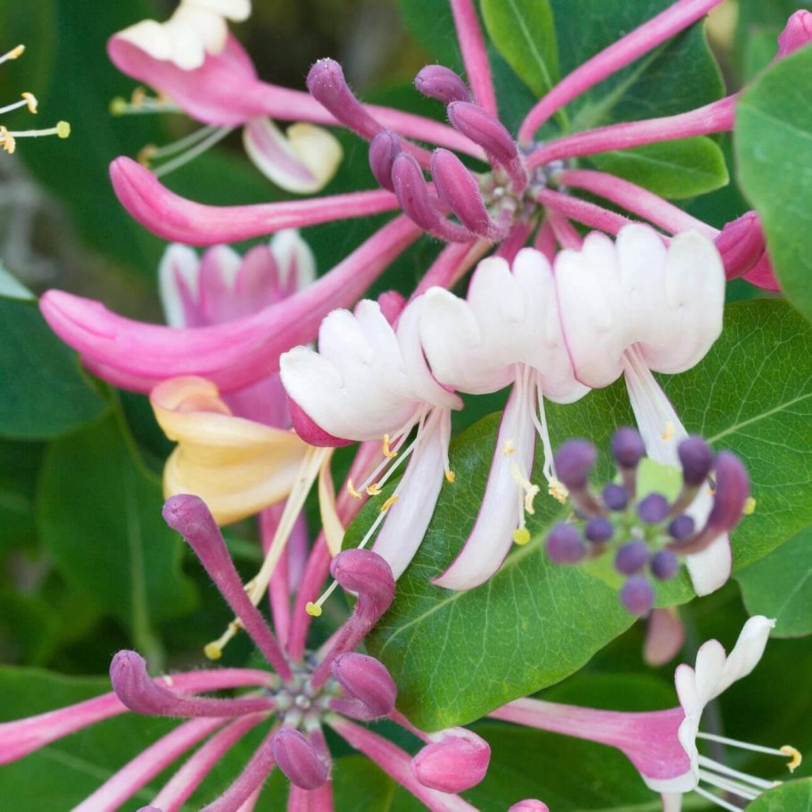 Жимолость каприфоль