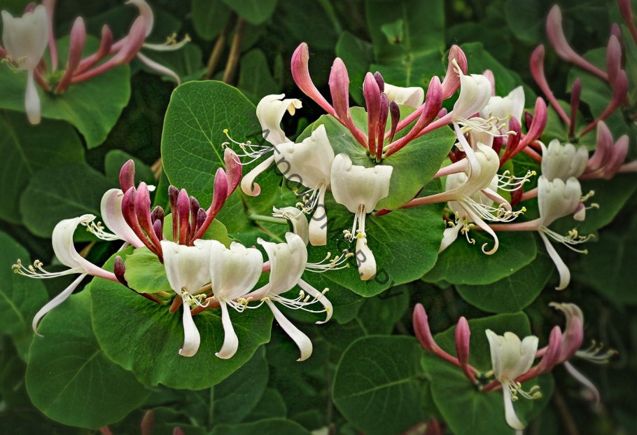 Жимолость вьющаяся каприфоль