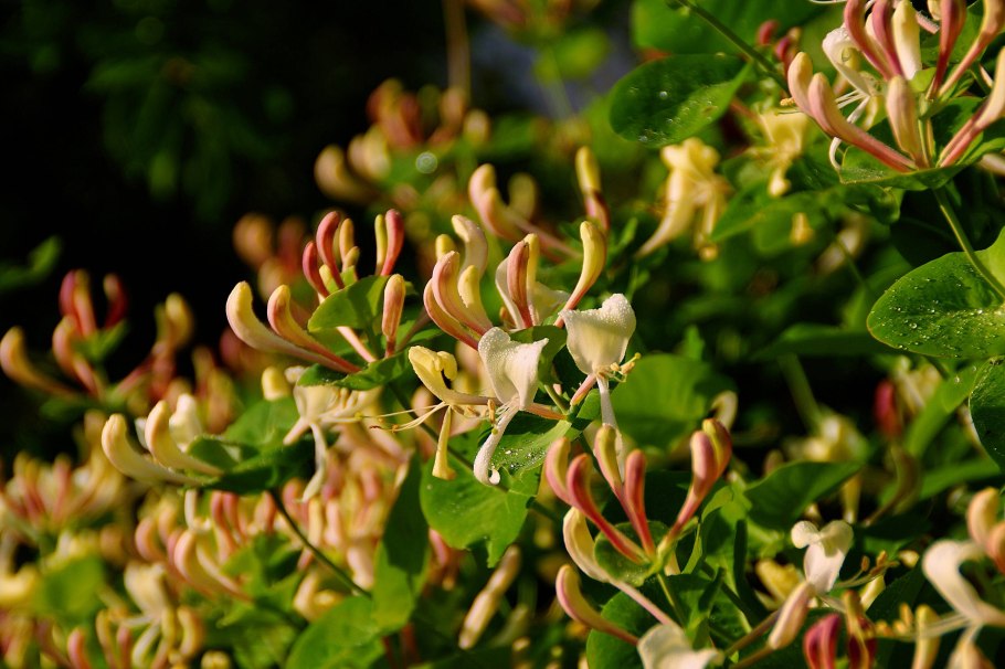 Каприфоль жимолость ароматная Лиана