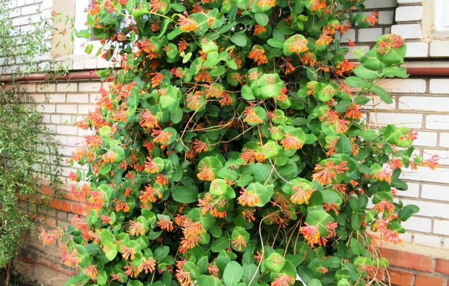 Жимолость каприфоль белая