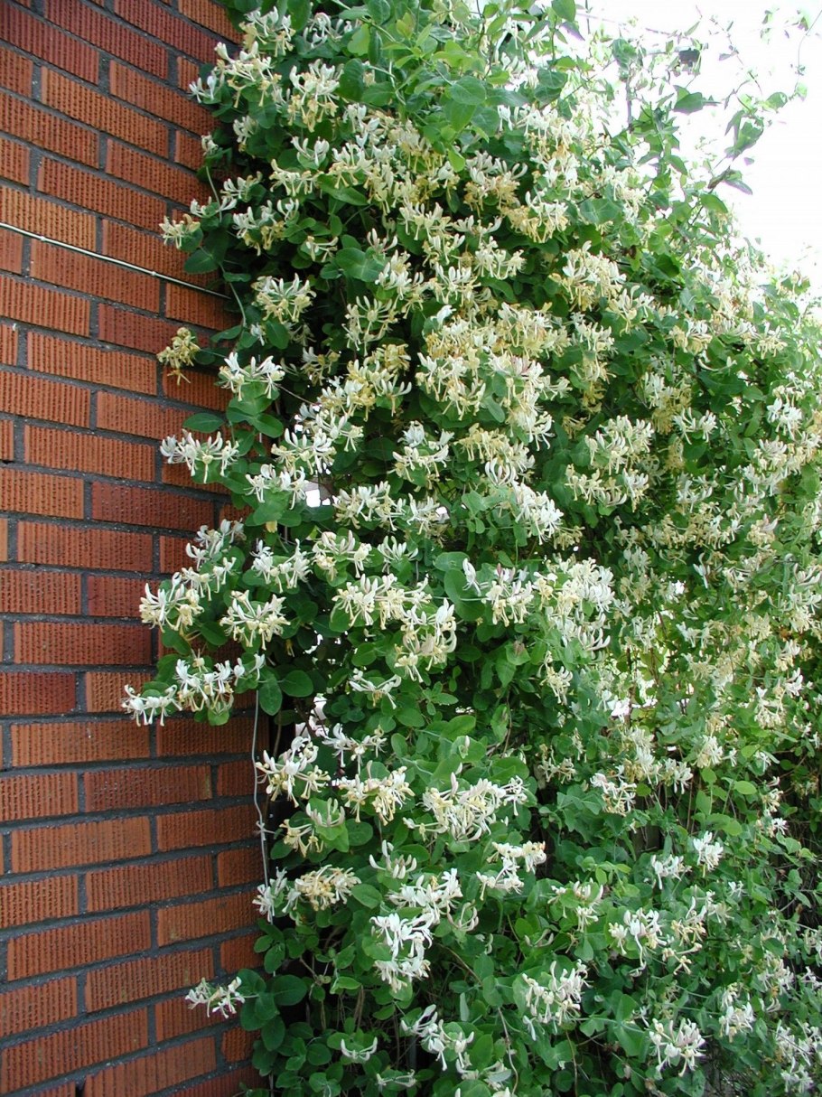 Жимолость каприфоль Вариегата