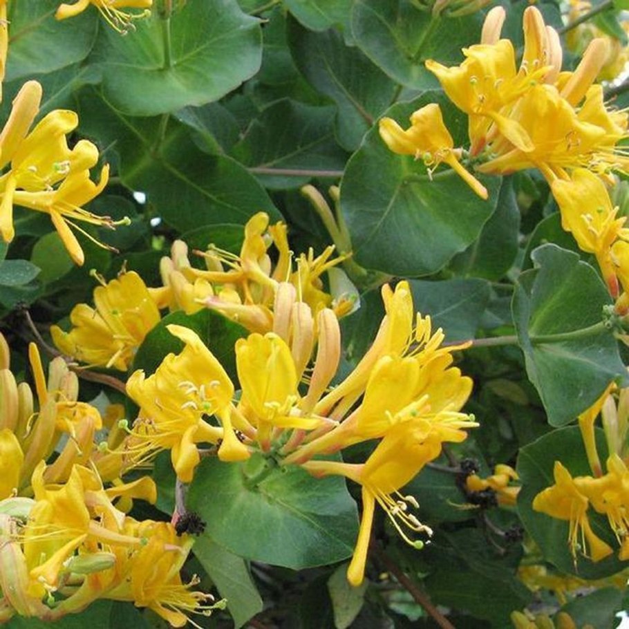 Жимолость Гекрота