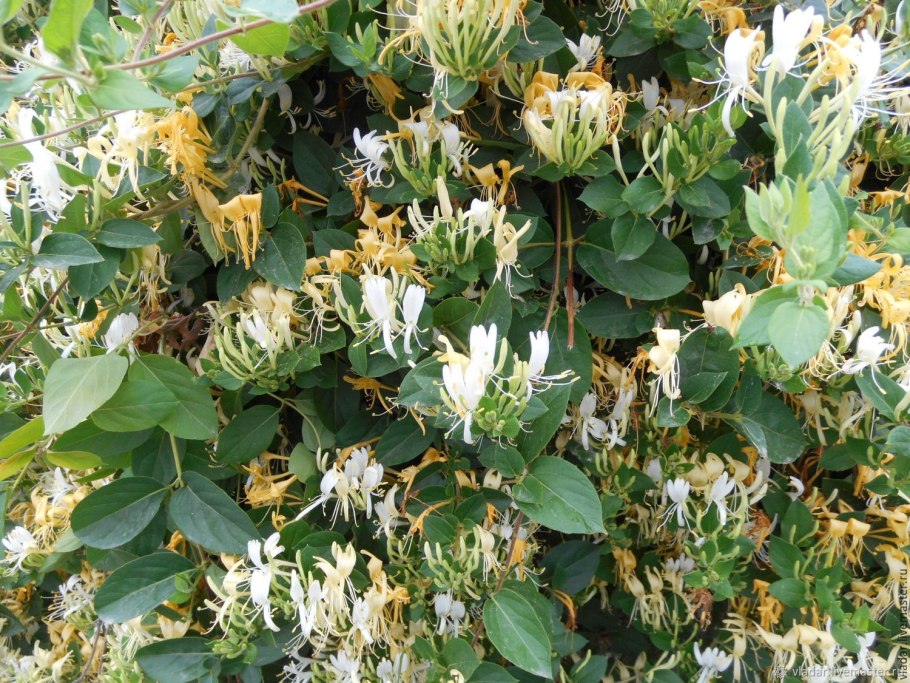 Жимолость каприфоль Арлекин