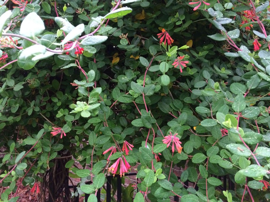 Жимолость Толмачева