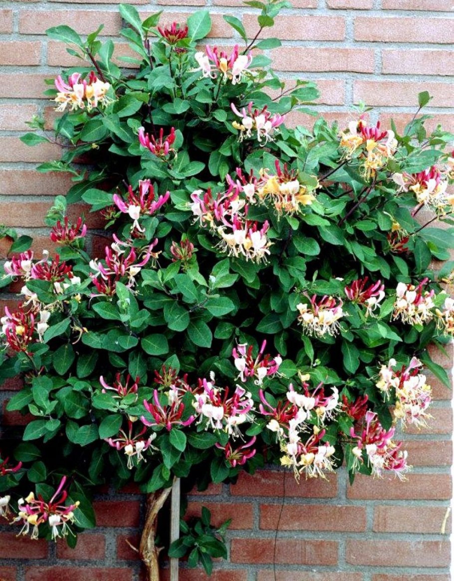 Несъедобная жимолость каприфоль оранжевая