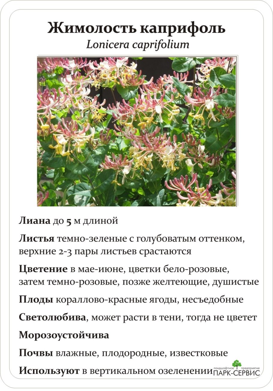 Жимолость Королькова zabelii