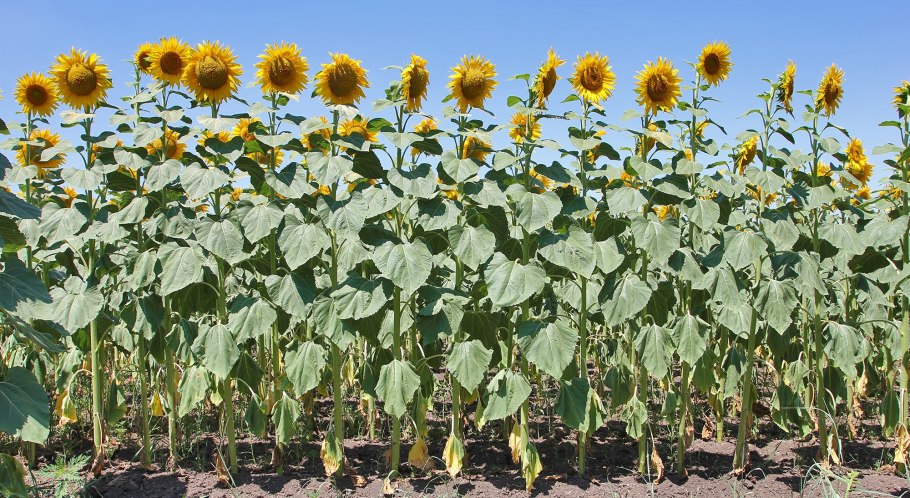 Урожай подсолнечника