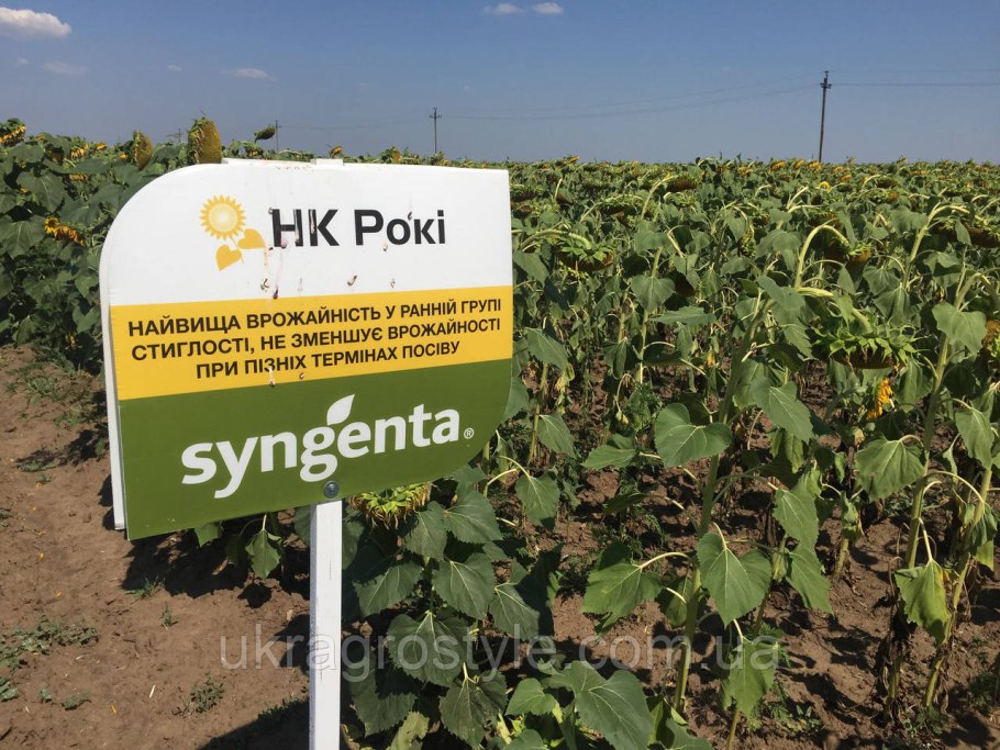 Семена подсолнечника Рокки Сингента