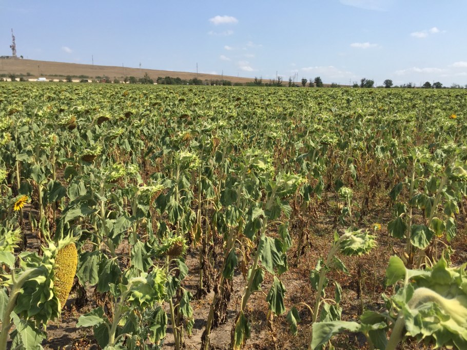 НС Х 6343 гибрид подсолнечника