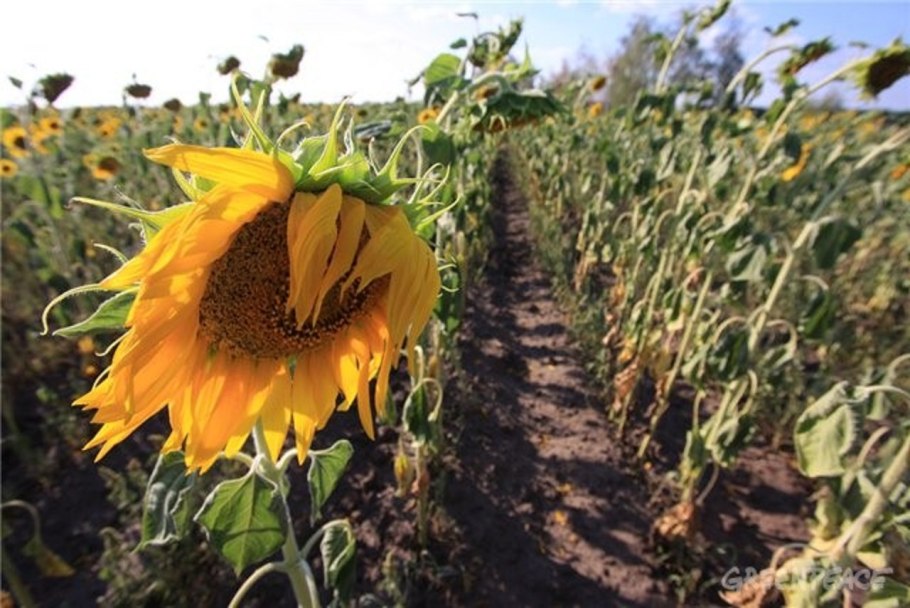 Комбайн силос подсолнух