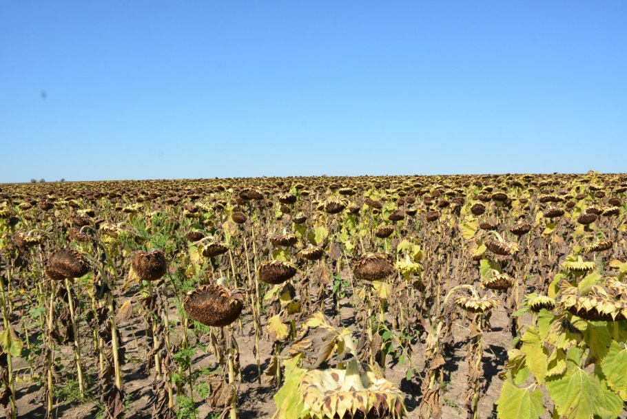Урожай подсолнечника в России по регионам