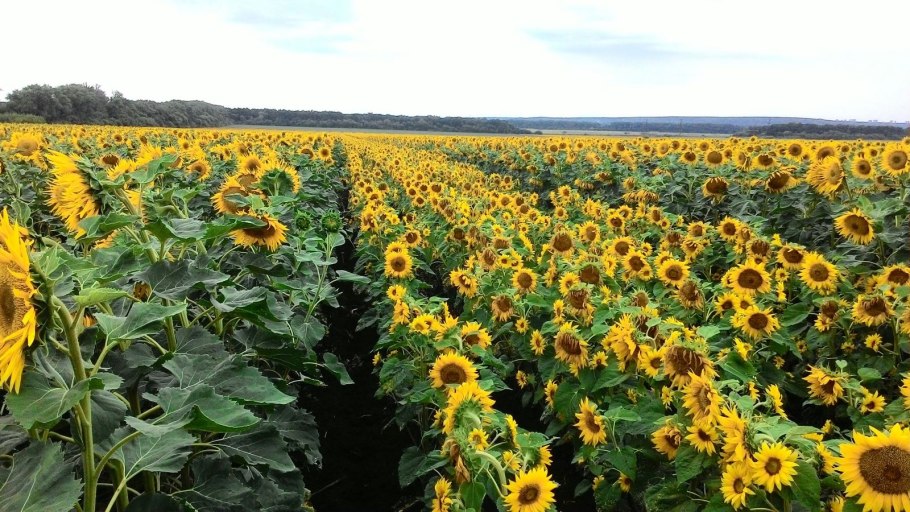 Подсолнечник Донской крупноплодный