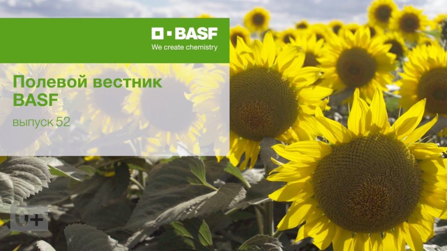 Урожай подсолнуха